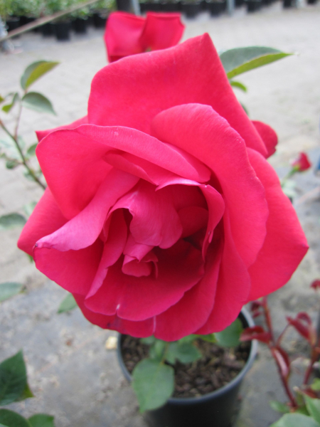 Edelrose Grande Classe